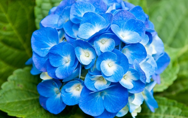 Light Blue Flowers (click to view)