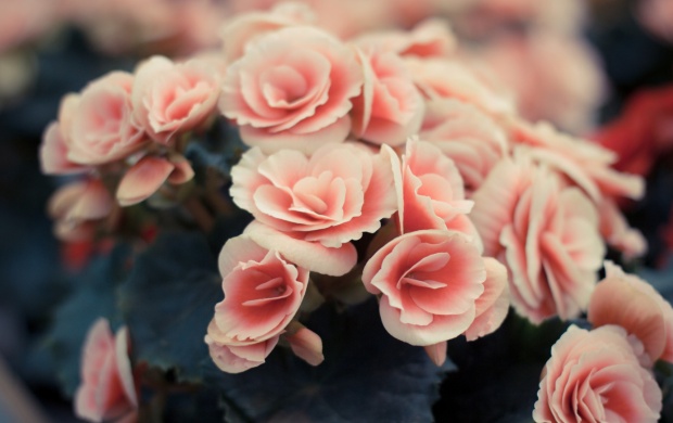 Light Pink Flowers And Petals (click to view)