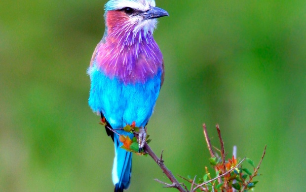 Lilac Breasted Roller (click to view)