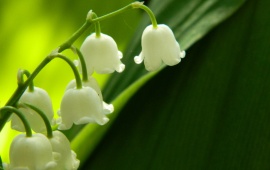 Lilies Of The Valley