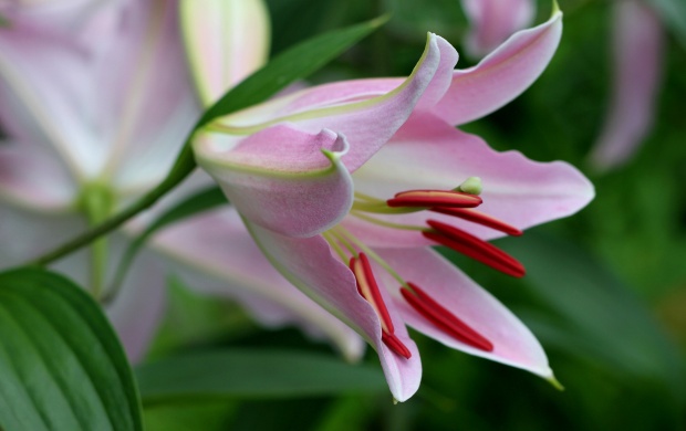 Lily Flower (click to view)