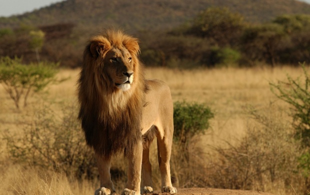 Lion (click to view)