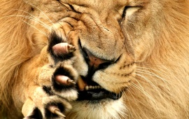 Lion Claws