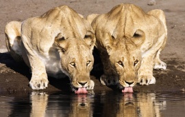 Lion Couple drinking water