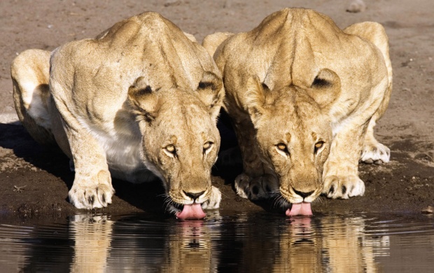 Lion Couple drinking water (click to view)