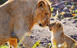 Lion Cub And Lion Rub Noses
