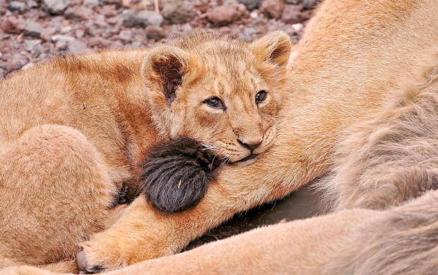 Lion Cub Looking Sad (click to view)