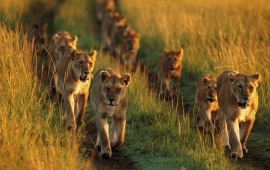 Lion Family Running In Lions