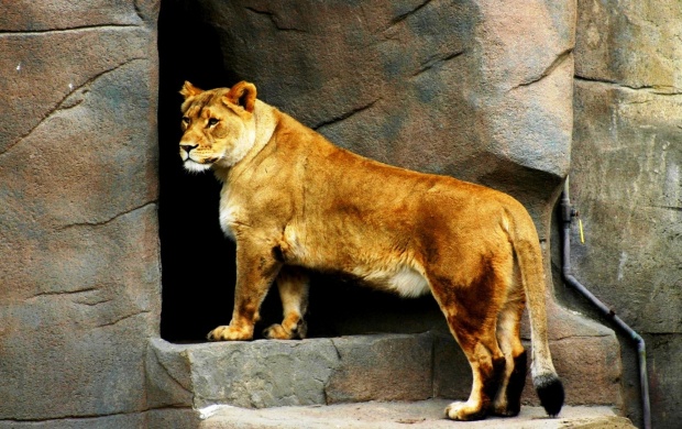 Lioness (click to view)