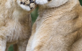 Lioness Lion Cub