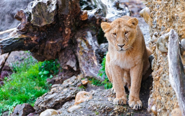 Lioness Posing Against The Cliff (click to view)