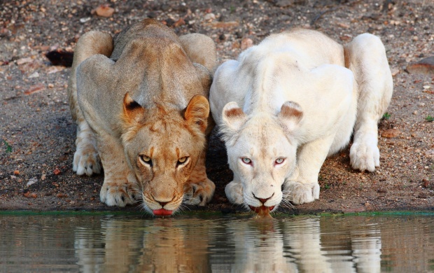 Lionesses White Drinking (click to view)