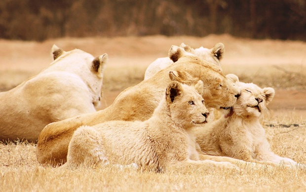 Lions Happy Family wallpapers
