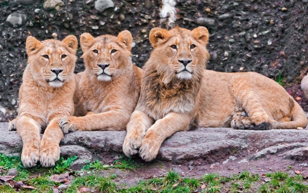 Lions Predators