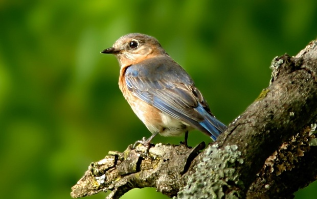 Little Bird (click to view)