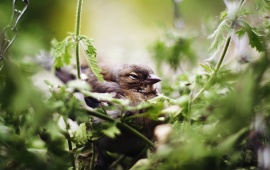 Little Bird In The Nest