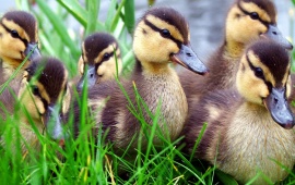 Little Ducks