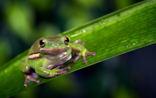 Little Frog Background (click to view)