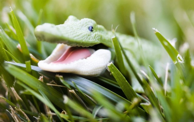 Little Green Crocodile (click to view)
