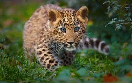 Little Leopard
