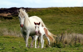 Little White Horse In Field