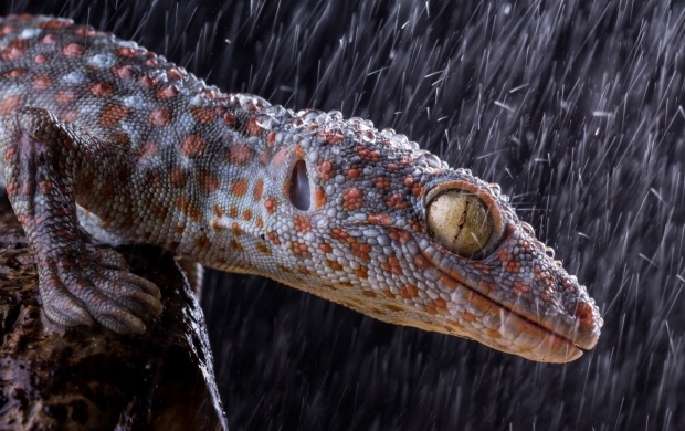 Lizard In Rain