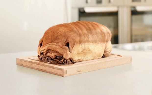 Loaf Dog Cute