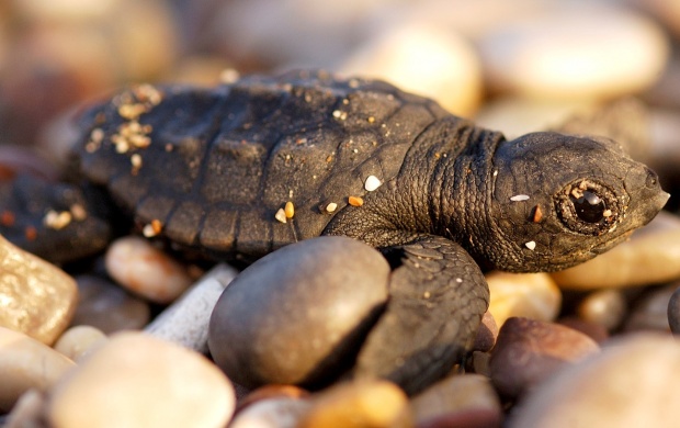 Loggerhead Sea Turtle (click to view)