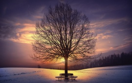 Lonely Sunset Tree