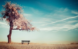 Lonely Tree And Bench