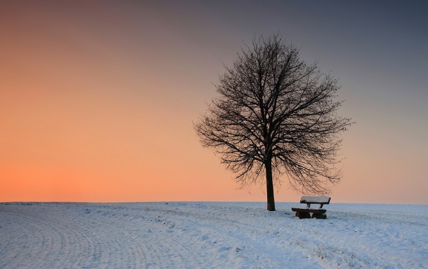 Lonely Tree And Bench In The Snow