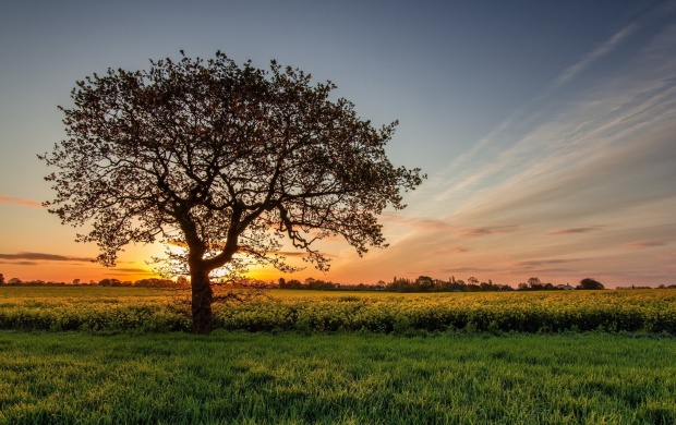 Lonely Tree At Sunset