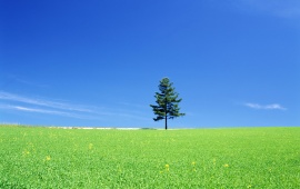 Lonely Tree On a Green Field