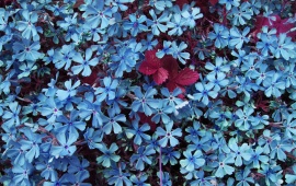 Lots of Blue Flowers