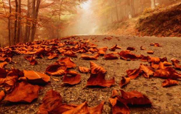 Lots Of Leaves On The Road (click to view)