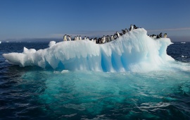 Lots of Penguins on Iceberg