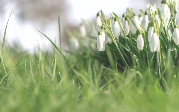 Lots of Snowdrop Flowers (click to view)