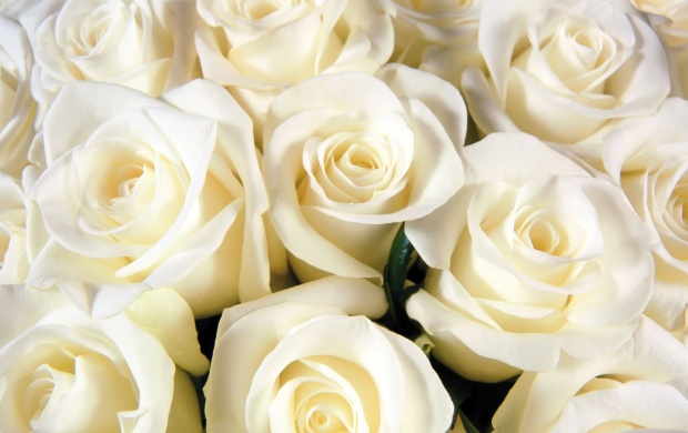 Lots of White Roses (click to view)