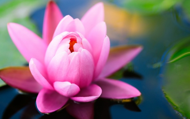 Lotus Flower Pond (click to view)