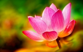 Lotus Pink Petals Background