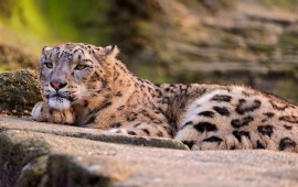 Lounging Snow Leopard