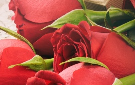 Love Valentine's Day Roses