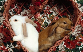 Lovely Rabbits