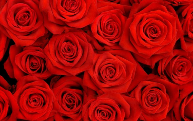 Lovely Red Roses (click to view)