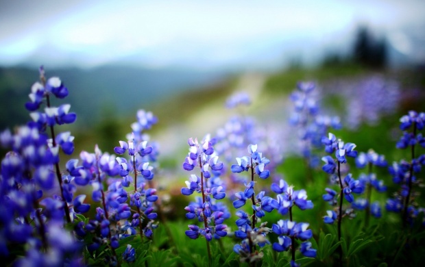 Lupine Flower (click to view)