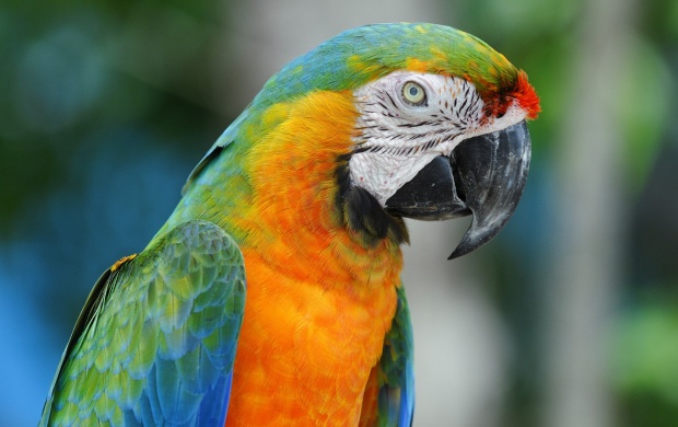 Macaw Colorful Parrot