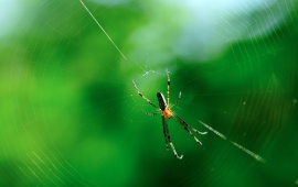 Macro Spider Webs Nature