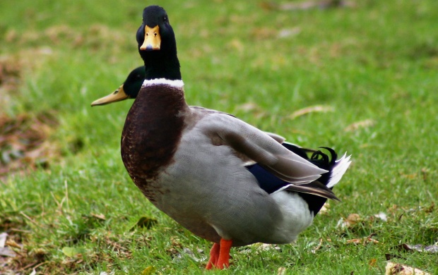 Mallard Duck (click to view)