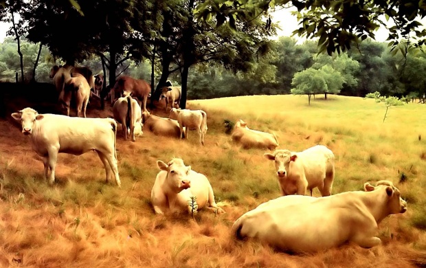 Many Cows Resting At Pasture