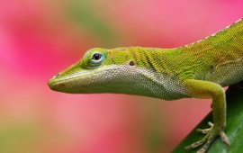 Mexican Lizard